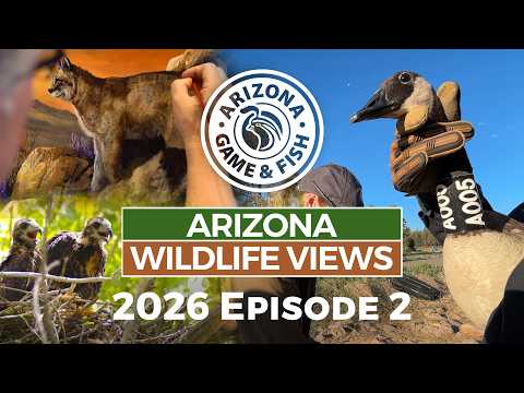 Arizona Wildlife Views - 2026 Episode 3