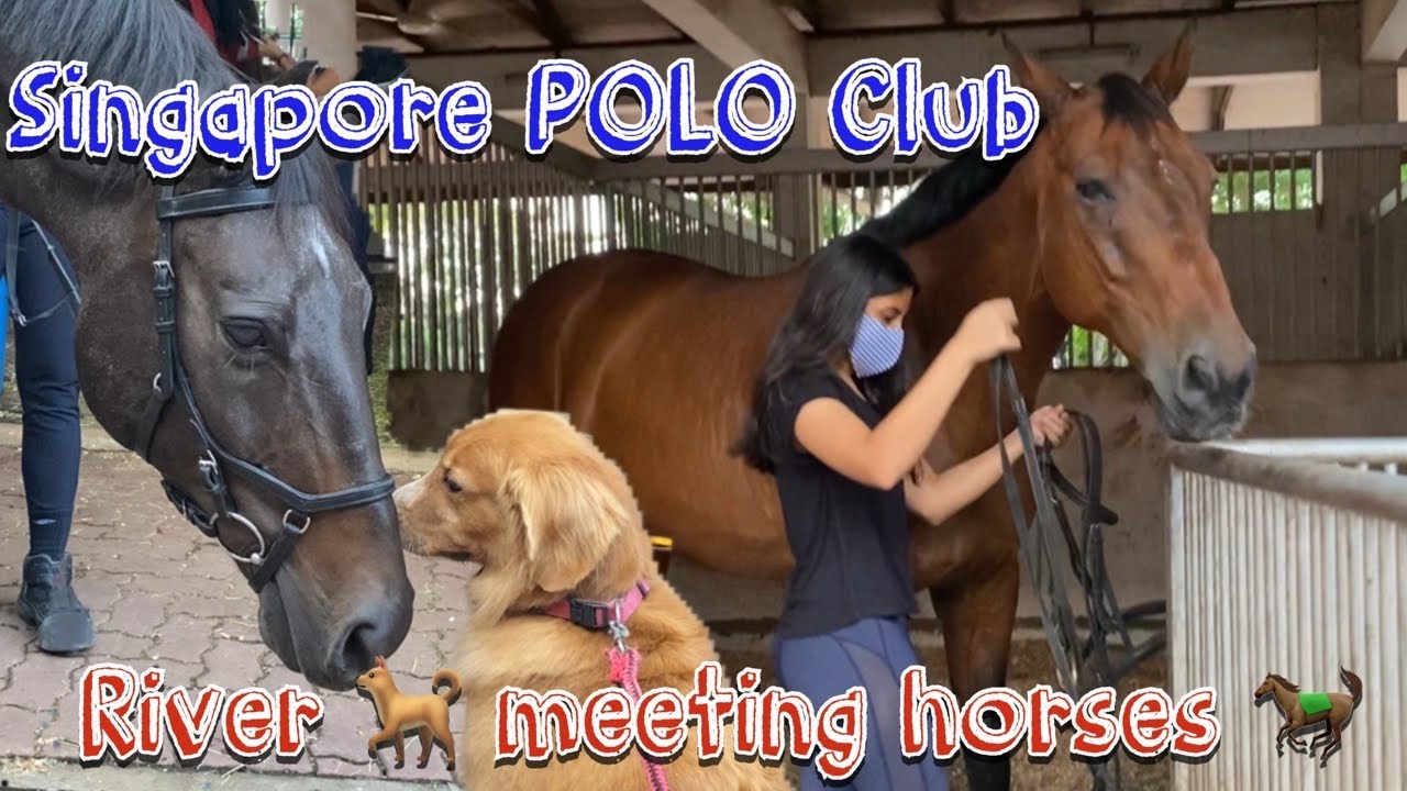 Visiting Singapore POLO Club || River meeting horses