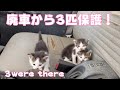 廃車から子猫3匹! 3 kittens are there