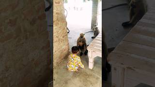 Series 248 – Patli Kamarya More | Part 2 🐒🐵😎 #monkey #funny #funnyshorts