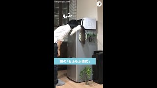 『毎朝の儀式』のため愛猫に近づくママ → 次の瞬間、うらやましすぎる光景が飛びこんでくる(*´Д｀) #Shorts