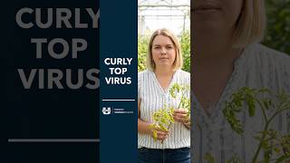 Curly Top Virus
