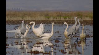 Sandhill Cranes and Tundra Swans