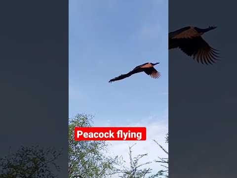 Peacock flying 🦚 #peacock #flying #shortvideos #peacockflying #peacocklovers #shortvideo #peacocks