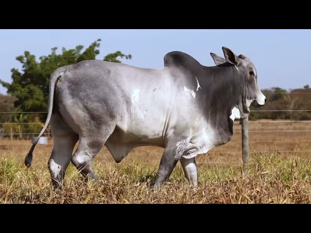 LOTE 34   GFC 749 mp4