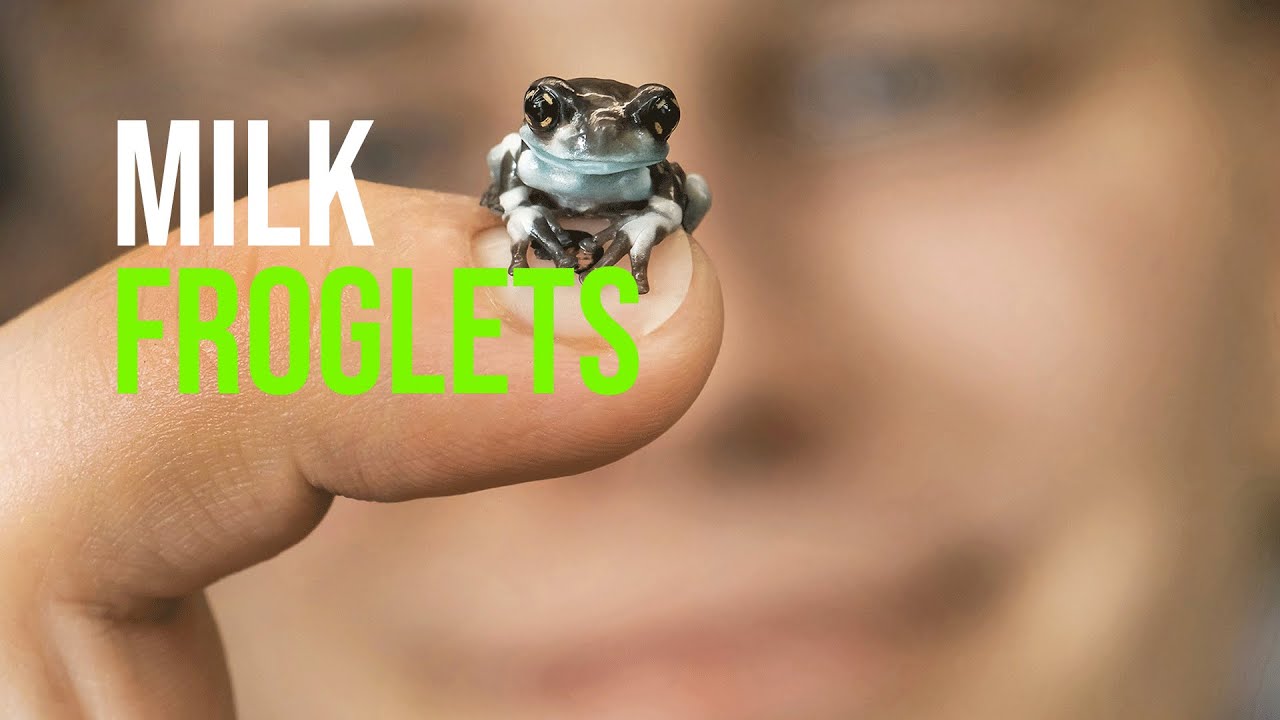 Baby Riot Frogs - ZooBorns