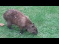 Capivara no Rio Piracicaba