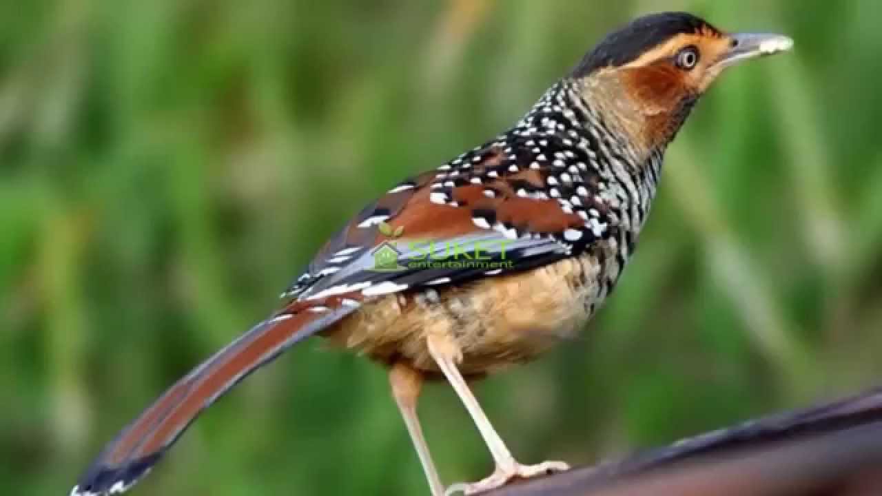 Suara Burung  Spotted Laughingthrush MP3 YouTube