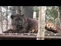 Bear creek sanctuary  jaglions tsunami  jahzara