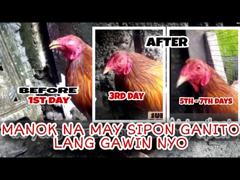 Video: Manok Na May Luya At Pulot