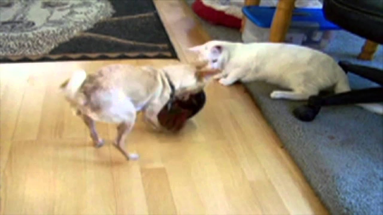 Dog Stealing A Cat s Food Bowl YouTube