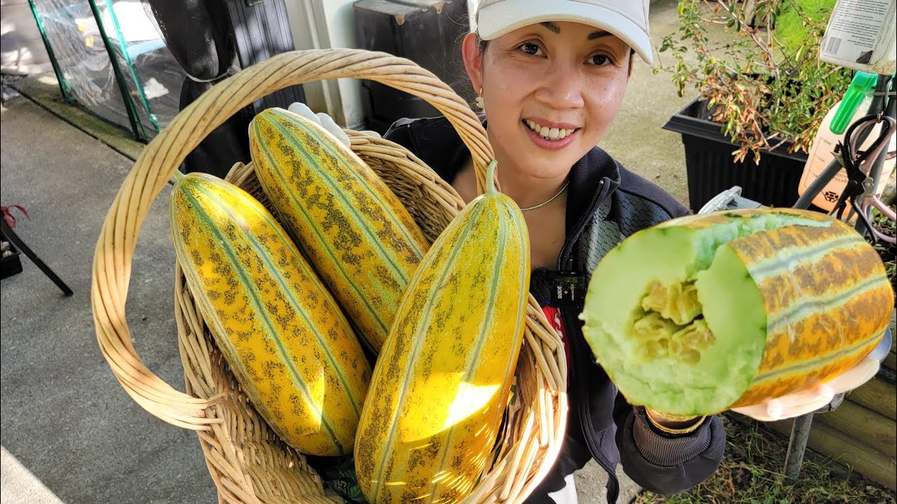 Dưa gang chín cây ăn ngay tại vườn ngon tuyệt, thu hoạch su đầu mùa, lê, bầu bí 🇨🇦1256》Vườn Rau Việt