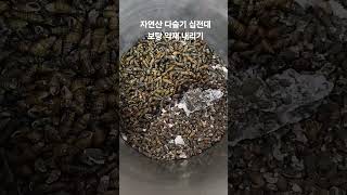 #자연산#다슬기#십전대보탕 내리는 과정#간 기능 회복#최고