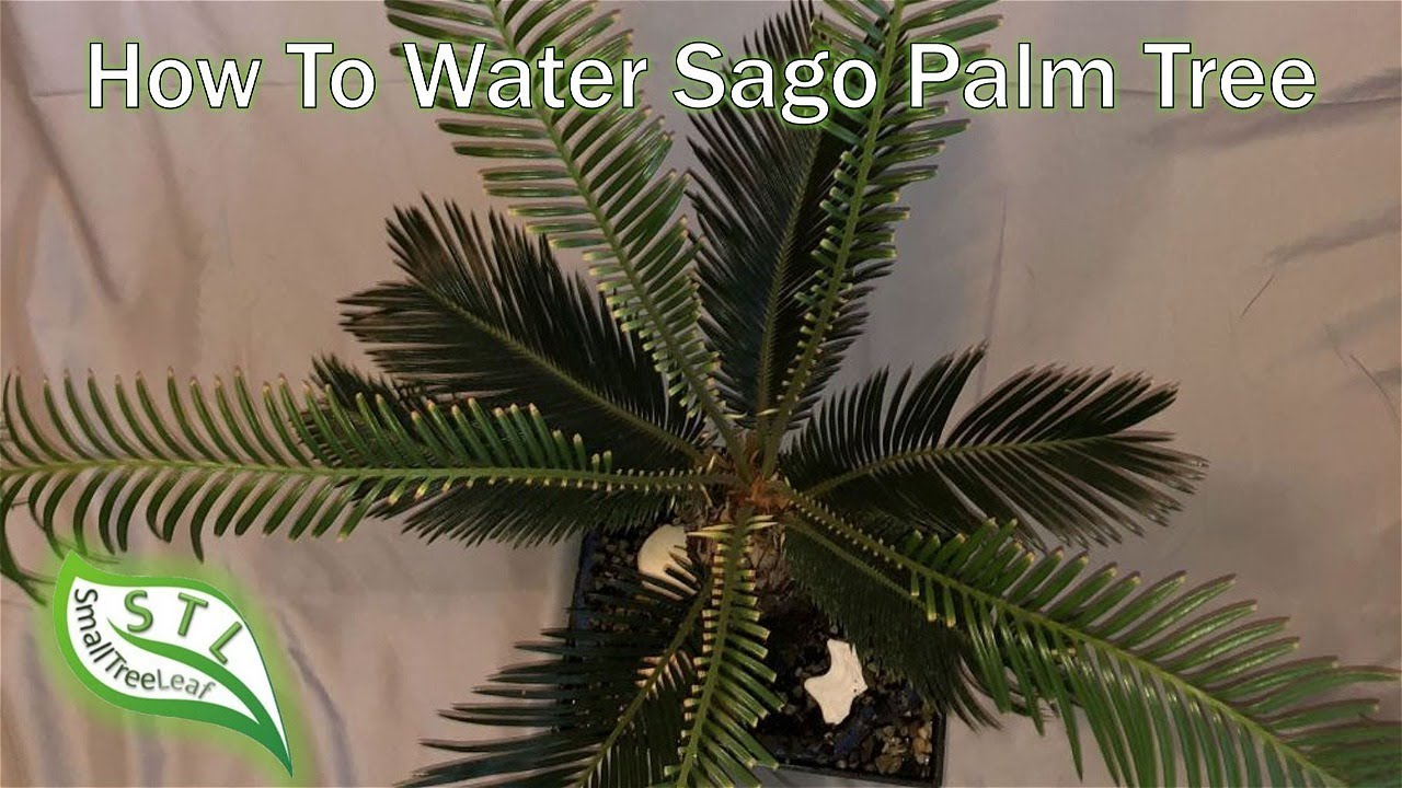 How Often To Water Sago Palm How Often To Water Sago Palm