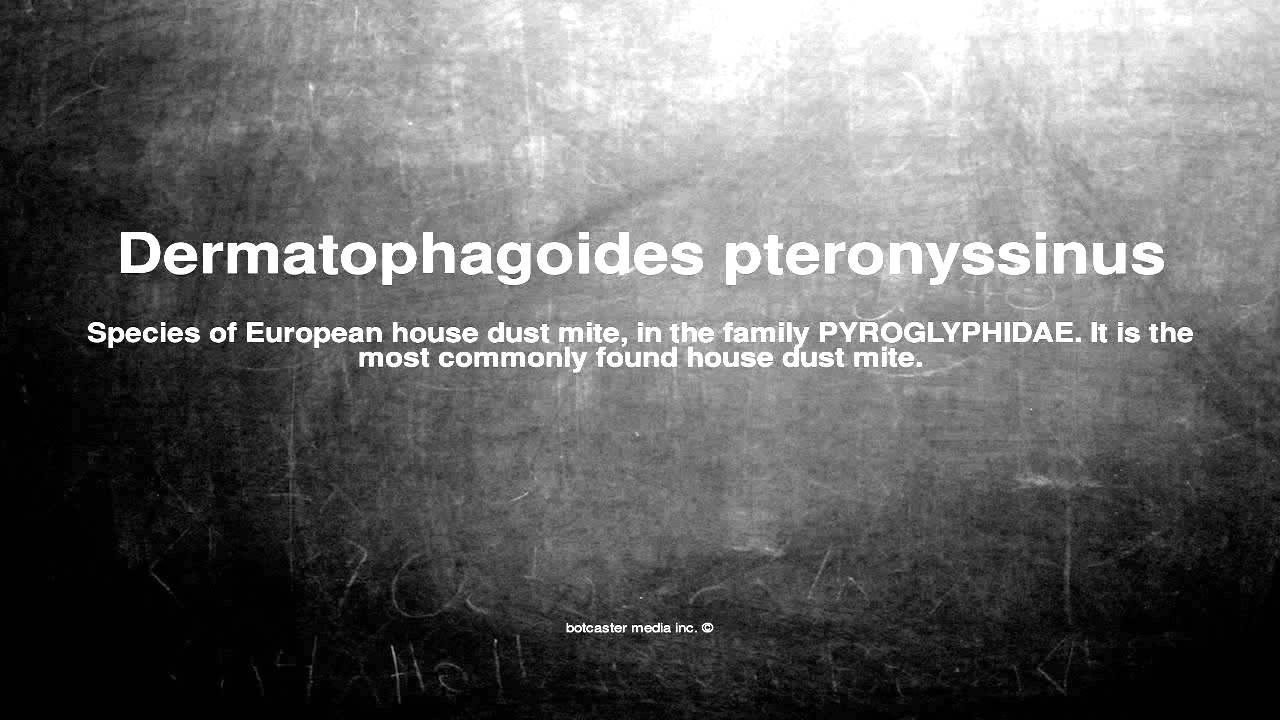 Medical vocabulary: What does Dermatophagoides pteronyssinus mean