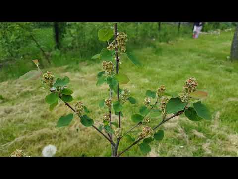 Wideo: Jak Wygląda Naturalna Jagoda Goji?