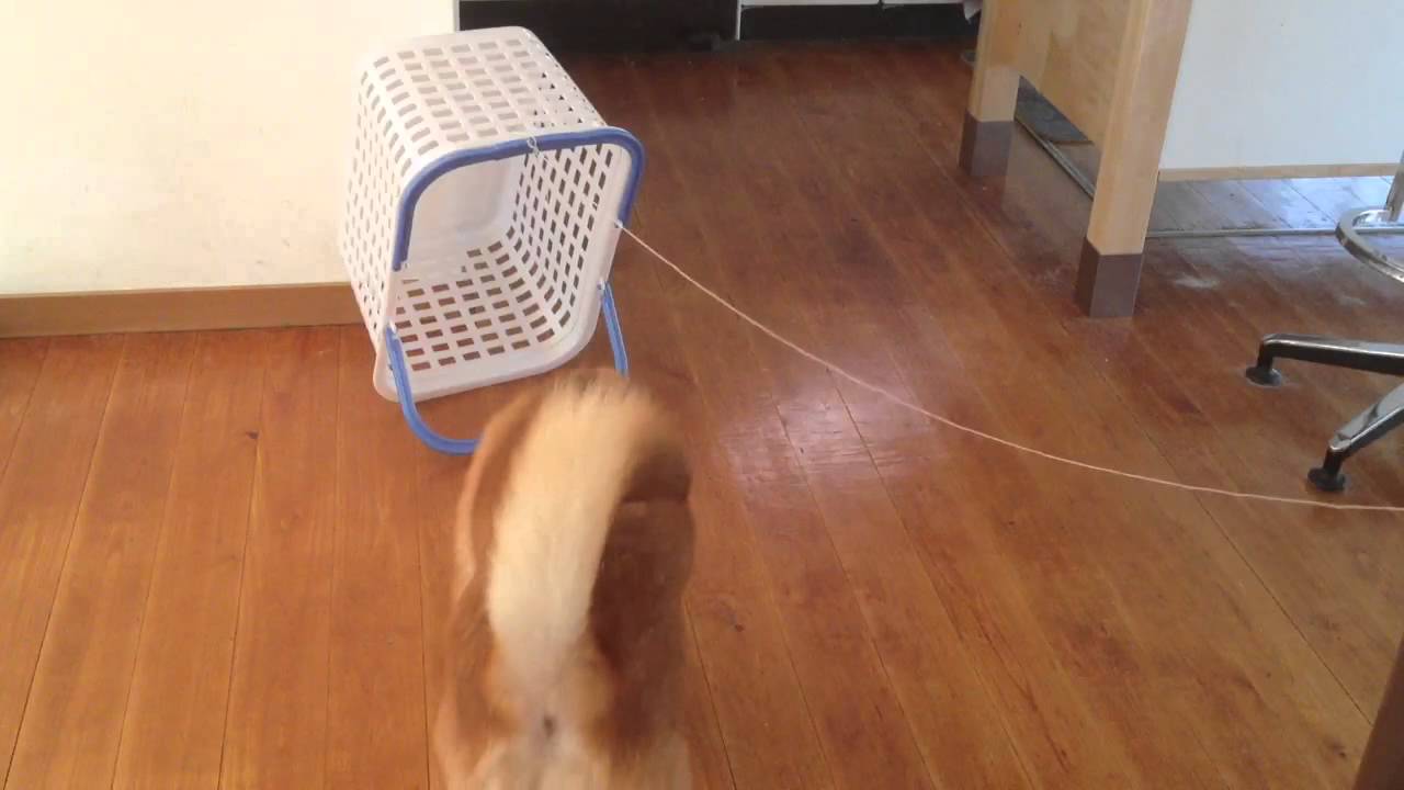 japanese pancake Catching dog in a basket FAIL !
