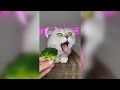 ПРИКОЛЫ С ЖИВОТНЫМИ 2021 Смешные Животные Собаки Смешные Коты Приколы с котами Забавные Животные