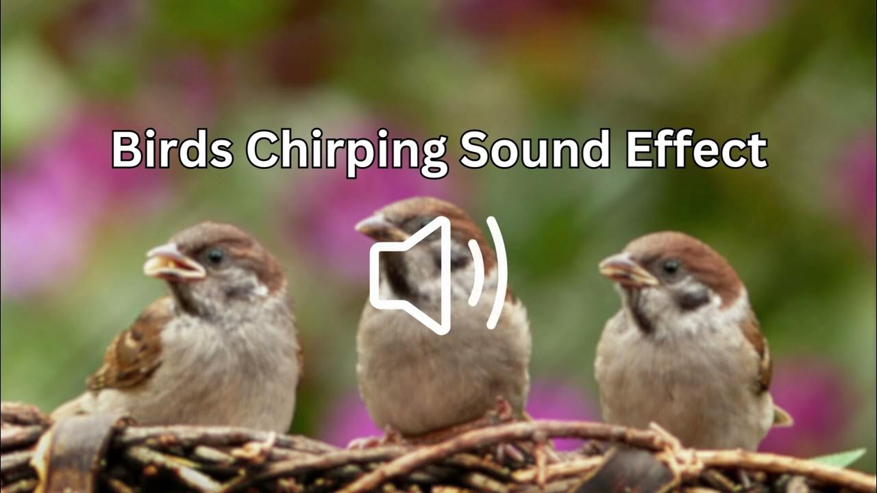 Birds Chirping Sound Effect - YouTube