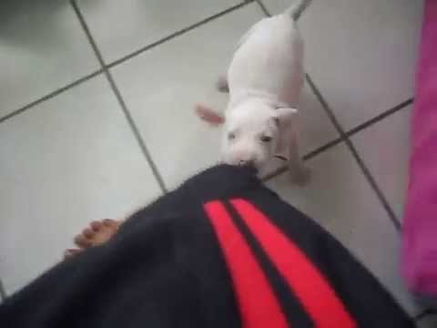 mi pequeo perro pitbull