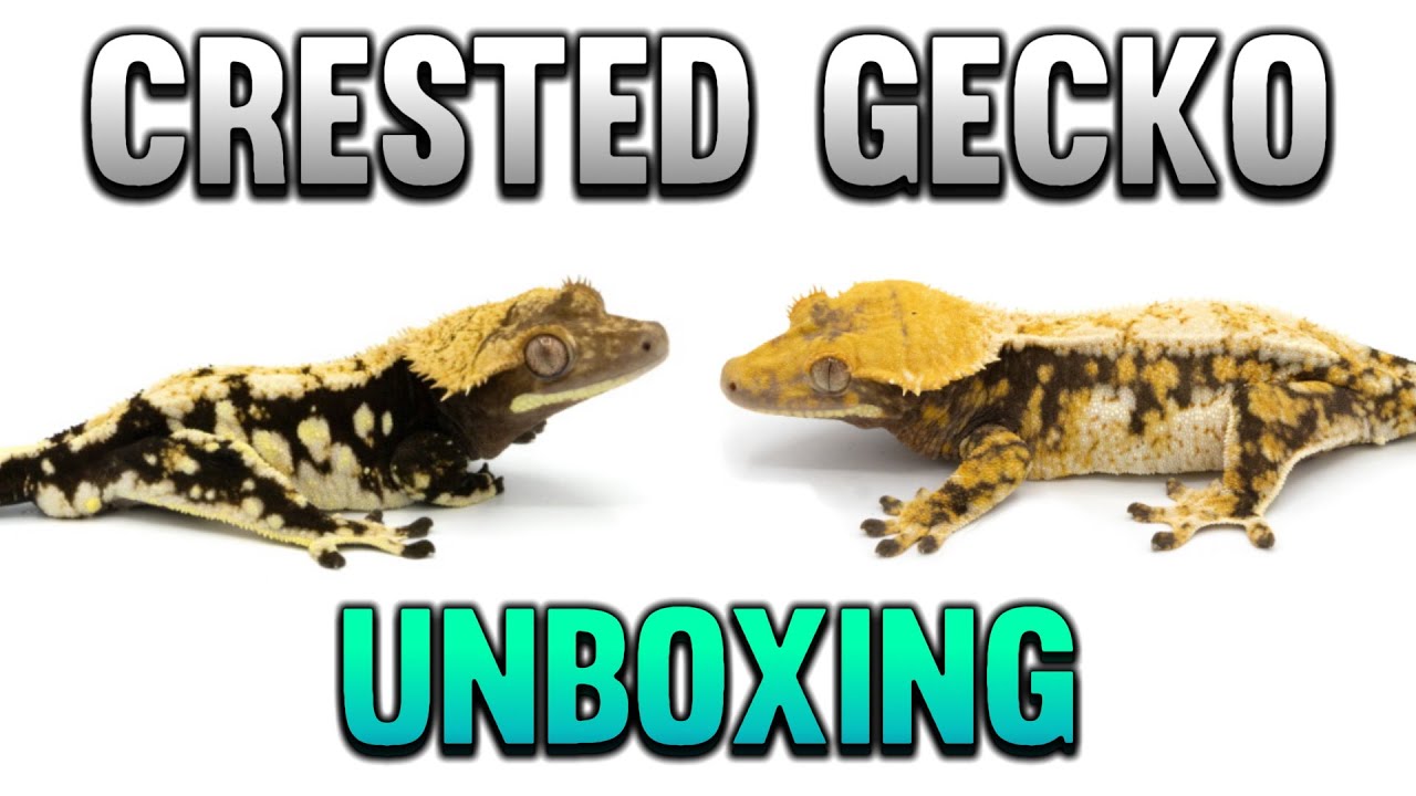 Unboxing 3 New High End Crested Geckos!