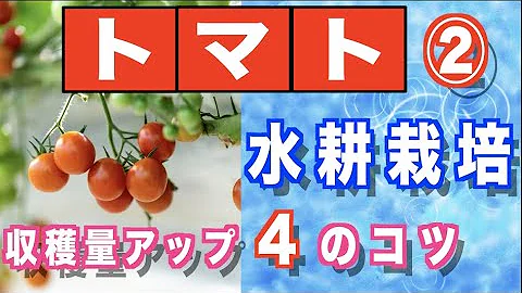 ミニトマト 水耕栽培の方法 収穫量アップのための４つのコツ Mp3