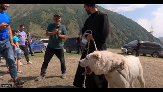 ყაზბეგური მეცხვარე ძაღლების კონკურსი. Kazbegian Shepherd