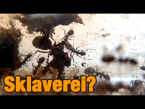 Ameisen und Blattläuse - Symbiose oder Sklaverei?