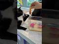 Indoor cat entertainment 😂 #catshorts #funnycats #cat