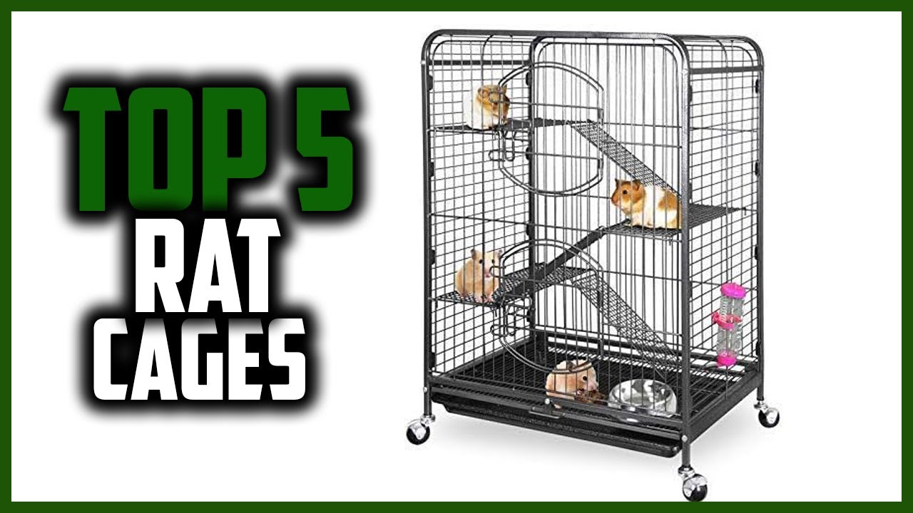 Best Rat Cages in 2023 YouTube