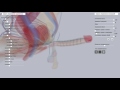 Интерактивная 3D модель мужского полового члена 3D Penis Interactive