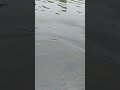 Catch and release. Зимний спиннинг. Ловля судака. Поймал-опусти.