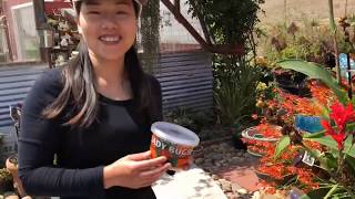 Build a Home for Ladybugs to Kill Greenhouse Insects, such as mealybug, whitefly, mites, aphids