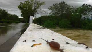 Flood In Thasala March 25-April 1.2011