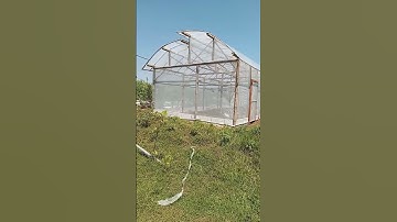 Thumbnail of finish pembuatan greenhouse untuk kebun anggur.jgn lupa folow mari belajar bersama dari mulai awal
