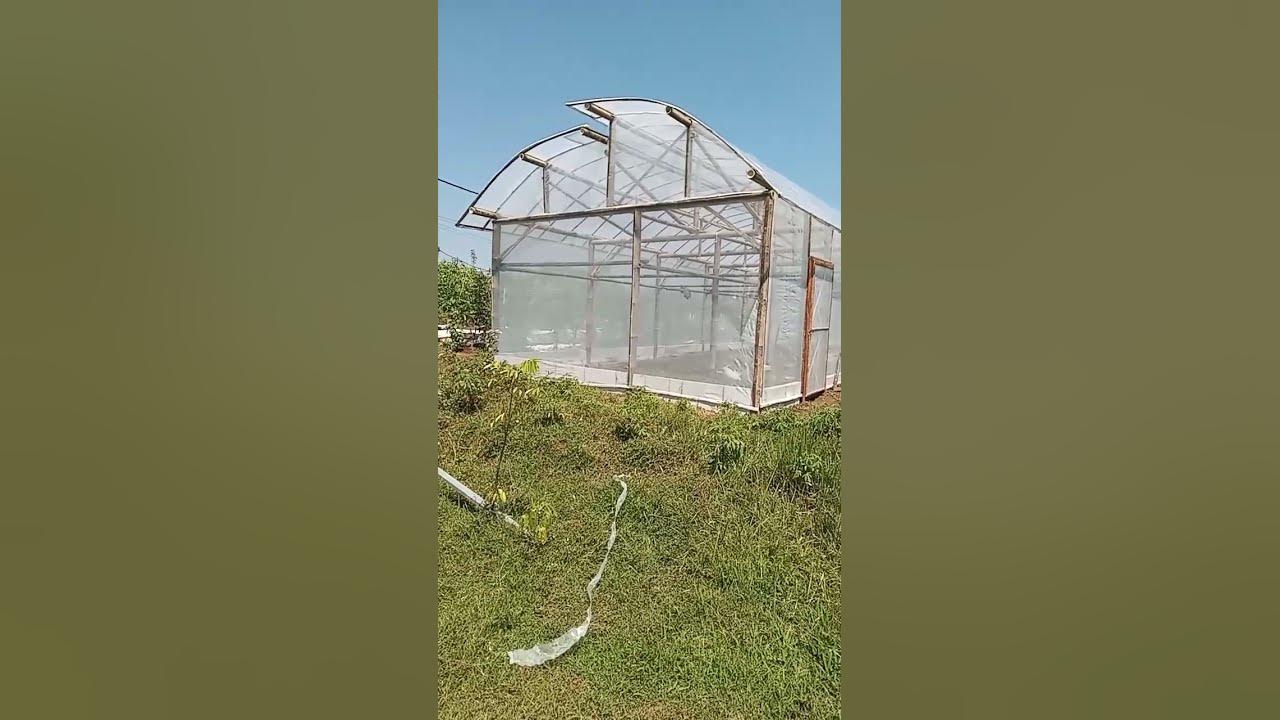 finish pembuatan greenhouse untuk kebun anggur.jgn lupa folow mari belajar bersama dari mulai awal