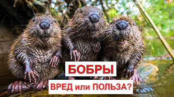 БОБР (Beaver). Энциклопедия дикой природы