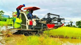 Master Operator at Work | Safe and Smooth Rice Harvesting in Cambodia