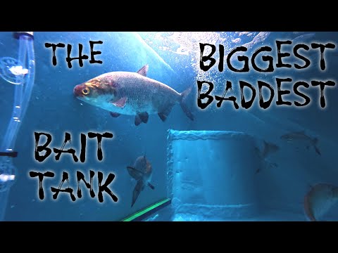 The Biggest Baddest Bait Tank | DIY Freezer Conversion to Bait