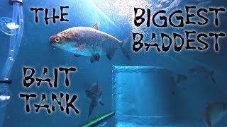 The Biggest Baddest Bait Tank | DIY Freezer Conversion to Bait Tank