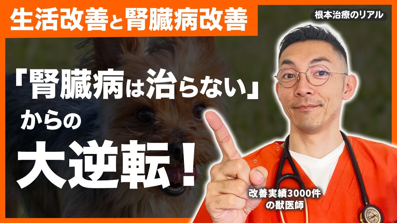 【犬の腎臓病が改善】「治らない」と獣医に言われた腎臓病が「飼い主の生活改善」で完治