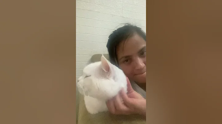 Video 10926021: breed turkish angora, cats catlover