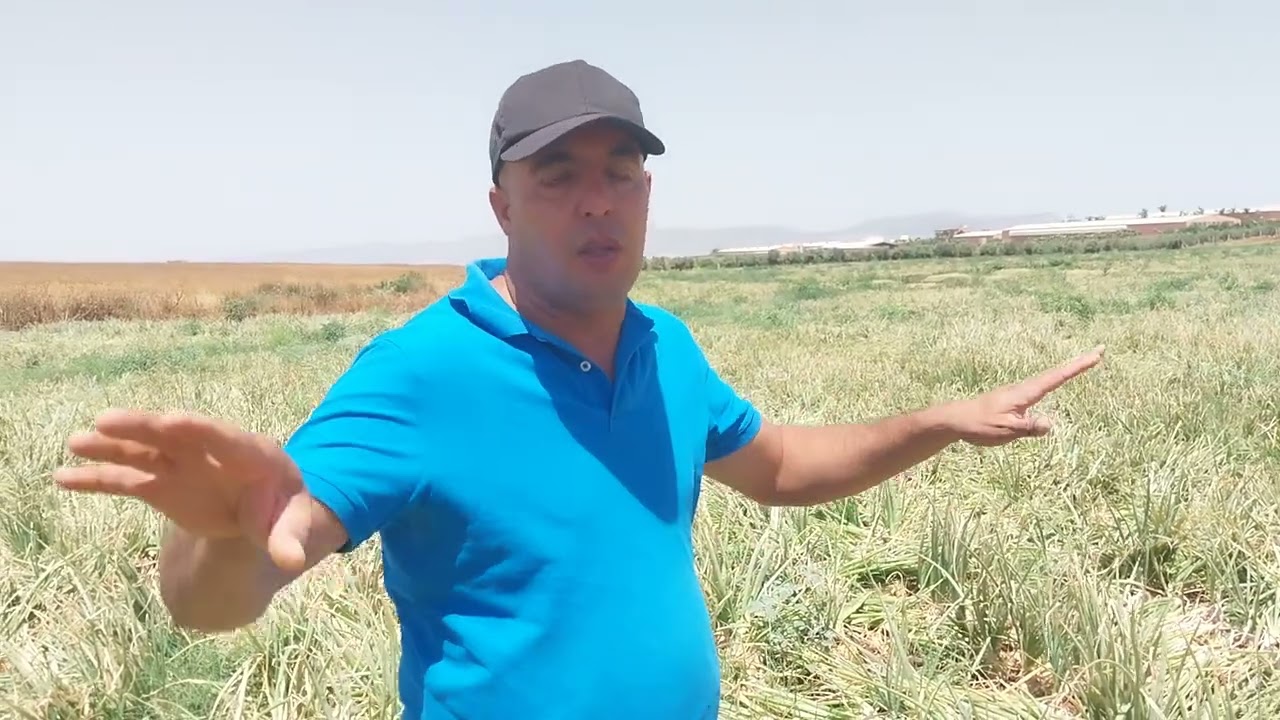 بصل بودربالة خدمة الأرض ضبط زراعة البصل نضام سقي بتنقيط تسميد التغطية تسميد الثانوية معالجة وقائية 