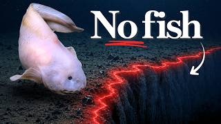The Deep Sea Line No Fish Can Cross