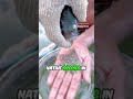 Why Villagers Are Burying Tons of Fish | The Shocking Truth About Tilapia Invasion