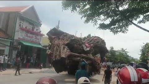 Cụ đa sơn tịnh quảng ngãi