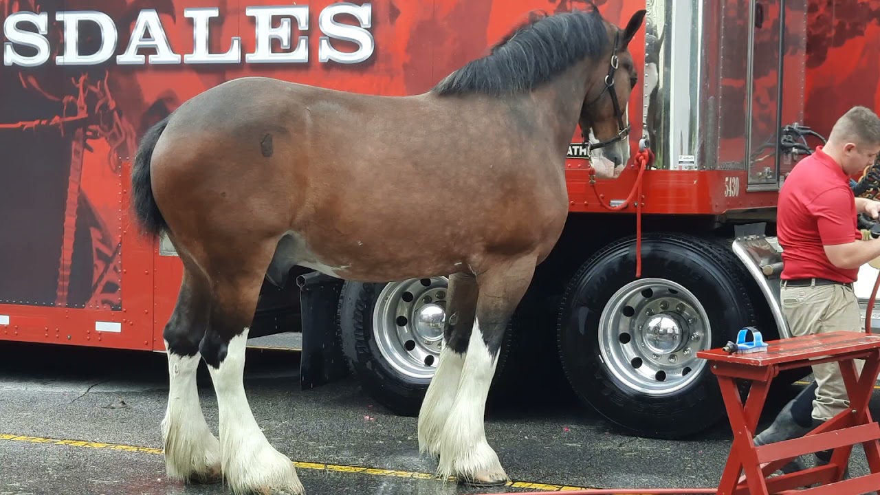 Budweiser Clydesdales Downtown Greenville SC Fall for Greenville 2021