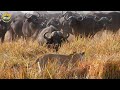 Africa's Fiercest Wildlife - Real Battles for Survival in Nature's Harshest Lands