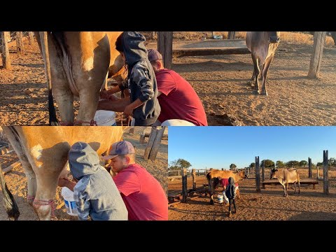 UM AMANHECER LINDO NA ROÇA/TIRANDO LEITE COM PAPAI E REBECA/NOSSAS VACAS DE LEITE.