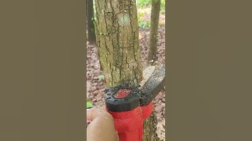 minichainswa cutting branches #treecutting #chainsaw #farming #woodscraft #treeremoval #video